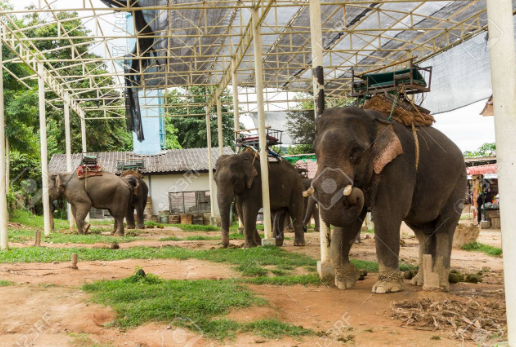 Elephant Camp Chiang Rai